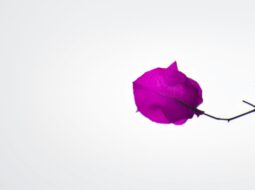 illuminating-digital-worlds-how-lighting-and-compositing-shape-modern-cg-animation