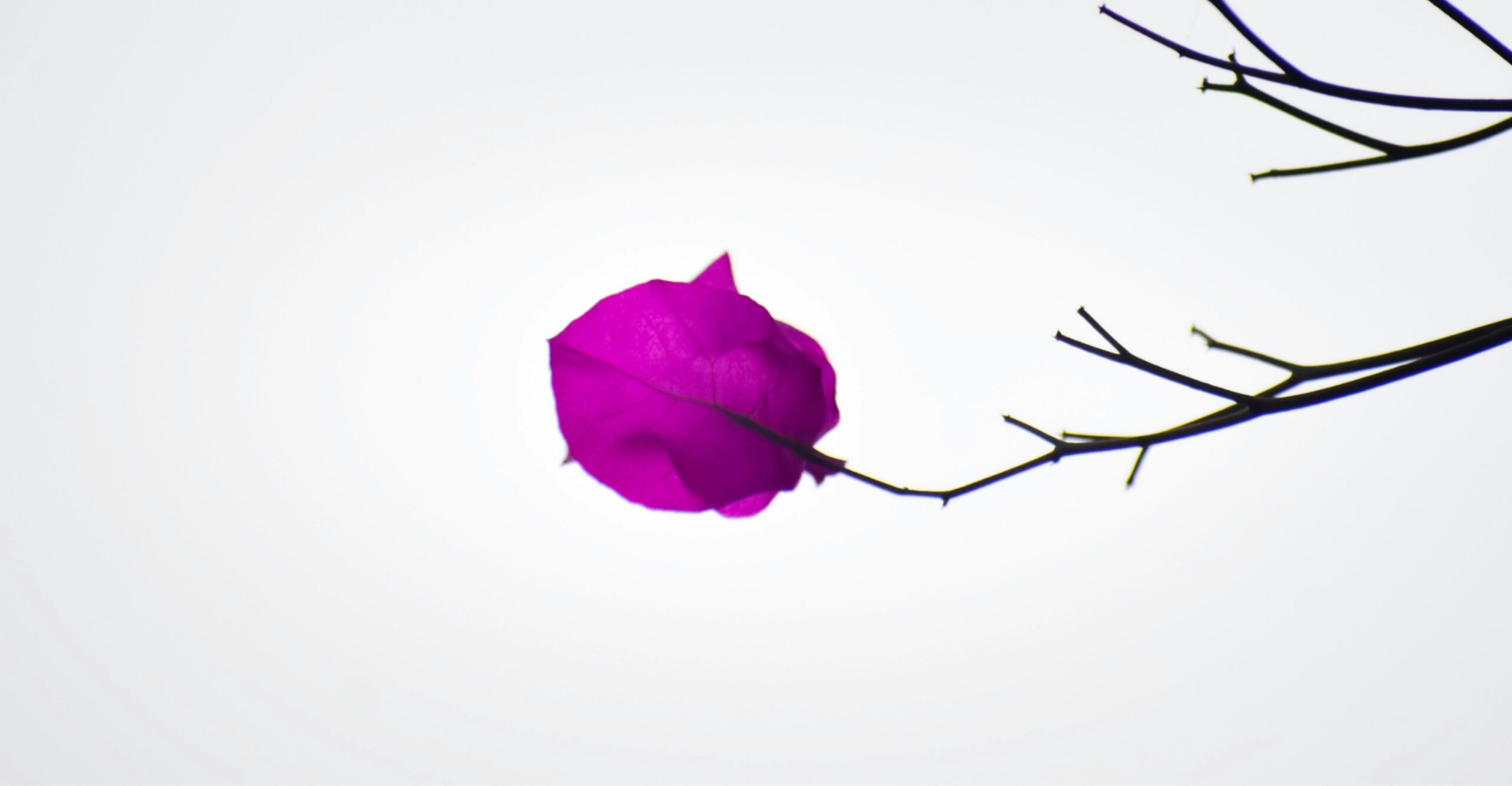 illuminating-digital-worlds-how-lighting-and-compositing-shape-modern-cg-animation